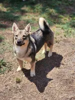 Baylee, a female Swedish Vallhund for sale in Gloucester, VA – 5 of 5
