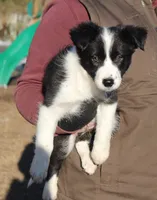 Scamp, a male Border Collie for sale in Gloucester, VA – Photo 2 of 2