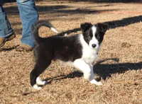 Scamp, a male Border Collie for sale in Gloucester, VA – Photo 1 of 2