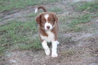 Female 4, a female Border Collie for sale in Gloucester, VA – 1 of 4