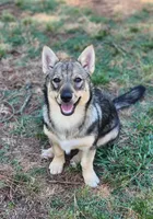 Penny, a female Swedish Vallhund for sale in Gloucester, VA – 2 of 4