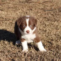 Male 3, a male Border Collie for sale in Gloucester, VA – Photo 2 of 2