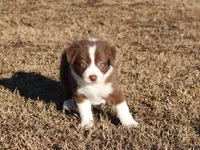 Male 3, a male Border Collie for sale in Gloucester, VA – Photo 2 of 2