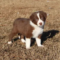 Male 3, a male Border Collie for sale in Gloucester, VA – Photo 1 of 2