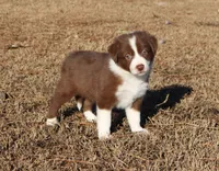 Male 3, a male Border Collie for sale in Gloucester, VA – Photo 1 of 2