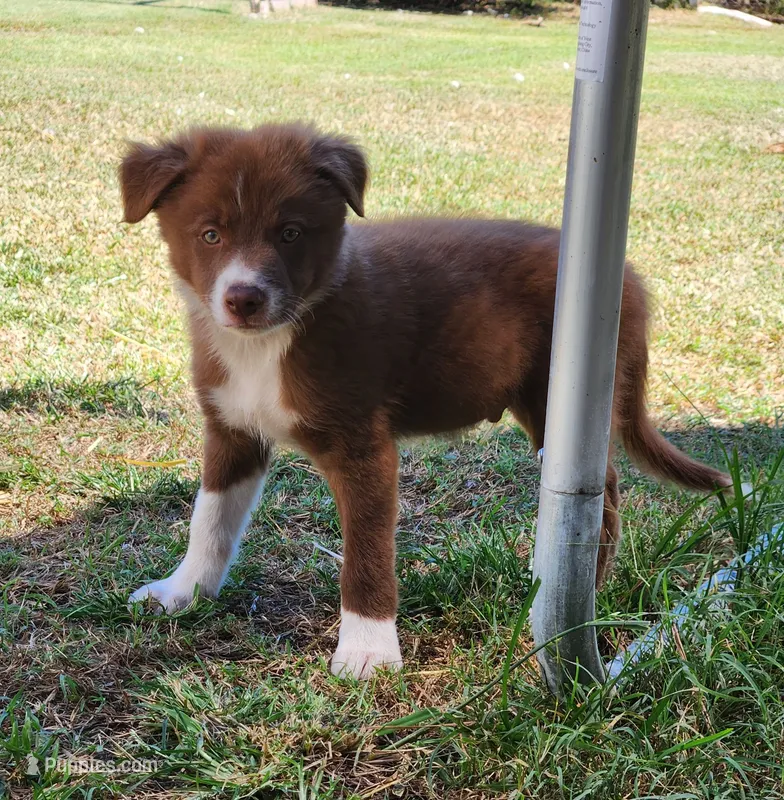 Honey Male 2 – Border Collie puppy for sale in Gloucester, VA