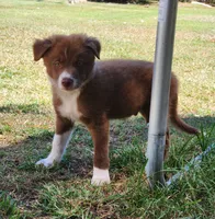 Honey Male 2, a male Border Collie for sale in Gloucester, VA – 2 of 4