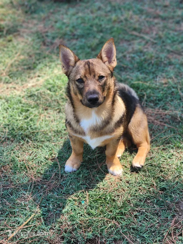 Buck – Swedish Vallhund puppy for sale in Gloucester, VA