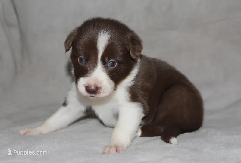 Male 3 – Border Collie puppy for sale in Gloucester, VA
