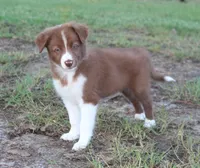 Female 3, a female Border Collie for sale in Gloucester, VA – 2 of 4