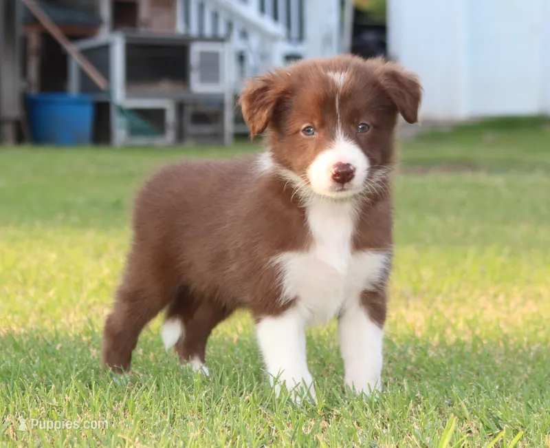 Female 1 – Border Collie puppy for sale in Gloucester, VA