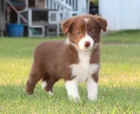 Female 1, a female Border Collie for sale in Gloucester, VA – 3 of 4