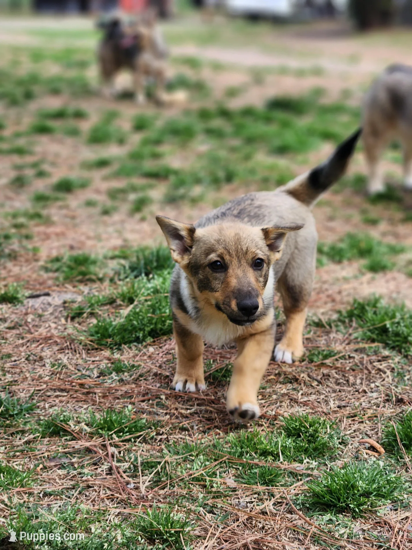 Prissy 4- holistic, a female Swedish Vallhund for sale in Gloucester, VA – 2 of 5
