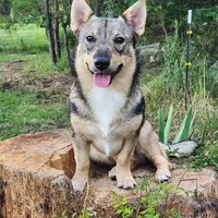Rascal (holistic), a male Swedish Vallhund for sale in Gloucester, VA – Photo 1 of 3