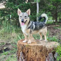 Rascal (holistic), a male Swedish Vallhund for sale in Gloucester, VA – Photo 3 of 3
