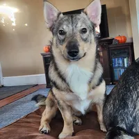 Rascal (holistic), a male Swedish Vallhund for sale in Gloucester, VA – Photo 2 of 3