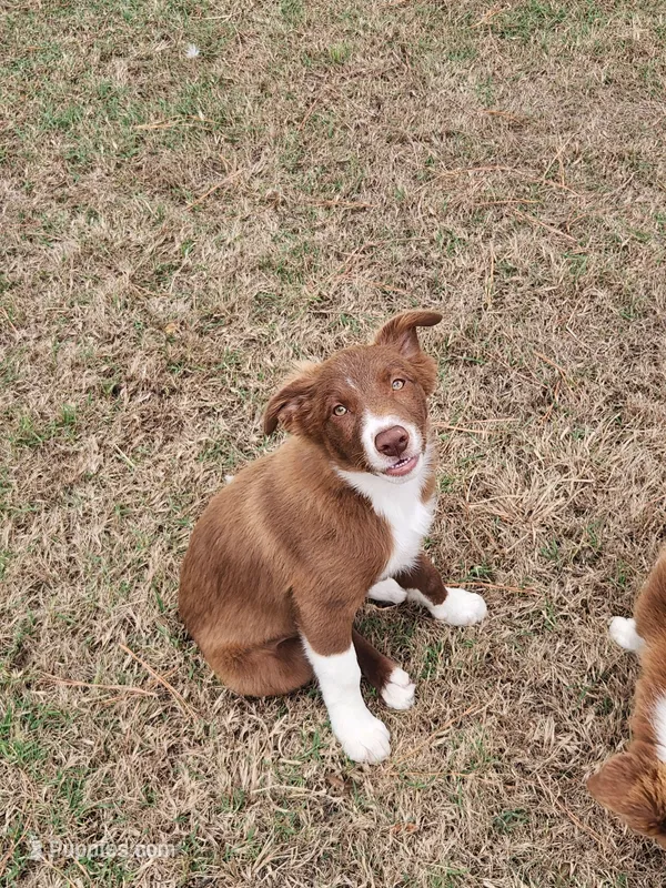 Rusty – Border Collie puppy for sale in Gloucester, VA