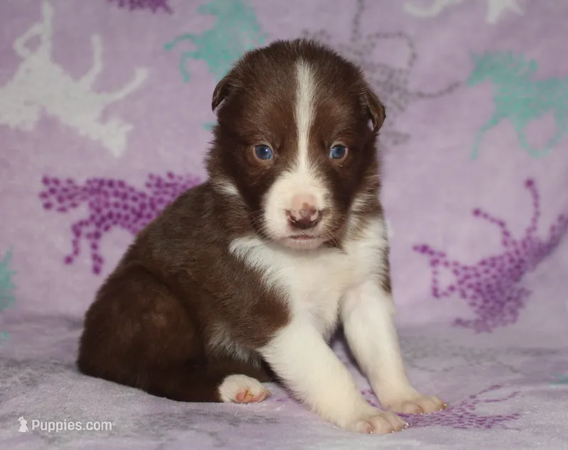 Female 3 – Border Collie puppy for sale in Gloucester, VA
