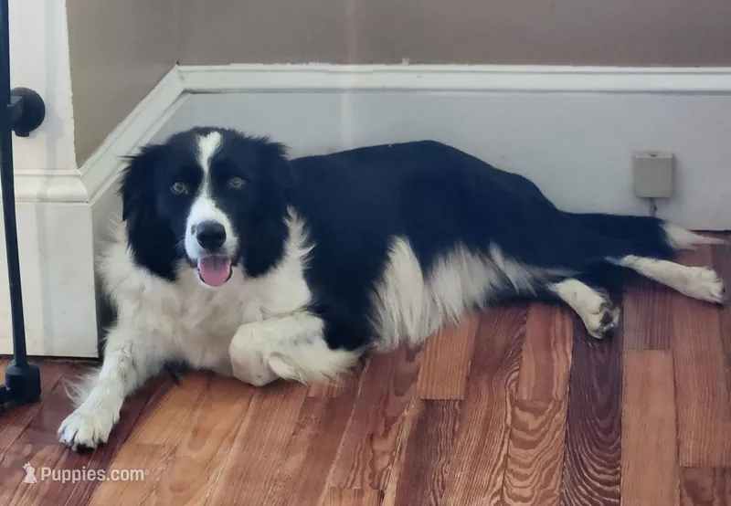 Due – Border Collie puppy for sale in Gloucester, VA