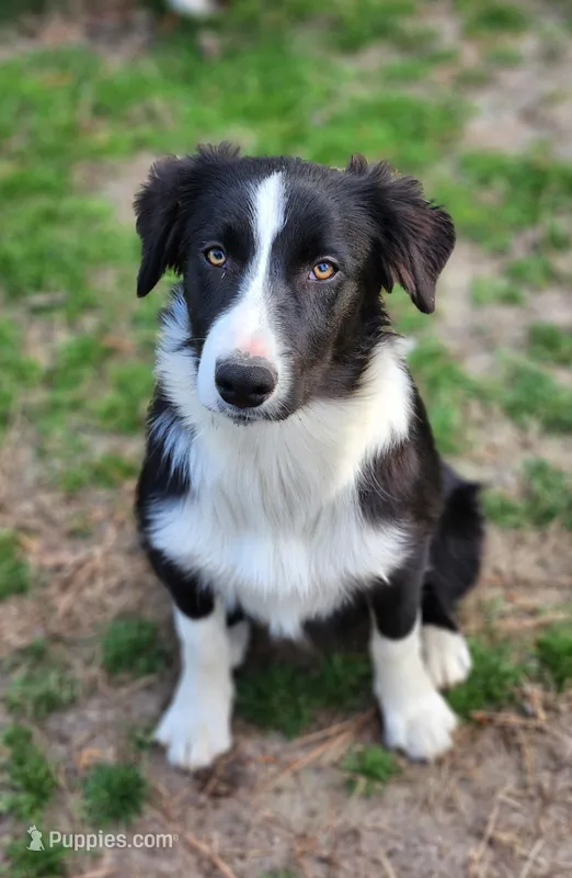 Sven  – Border Collie puppy for sale in Gloucester, VA