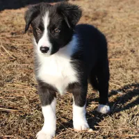 Sven, a male Border Collie for sale in Gloucester, VA – Photo 4 of 6