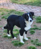 Sven , a male Border Collie for sale in Gloucester, VA – 3 of 5