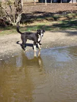 Sven, a male Border Collie for sale in Gloucester, VA – Photo 2 of 6