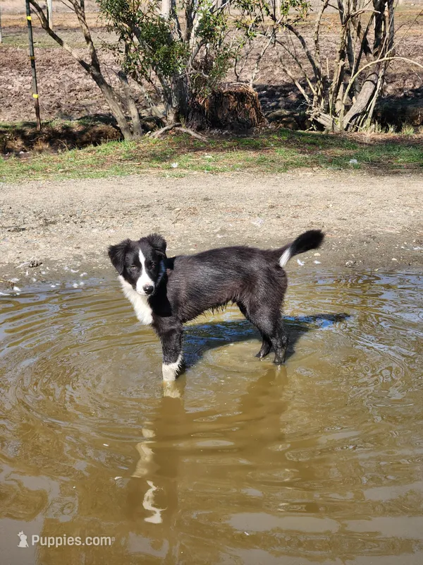 Sven – Border Collie puppy for sale in Gloucester, VA