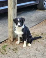 Sven , a male Border Collie for sale in Gloucester, VA – 4 of 5