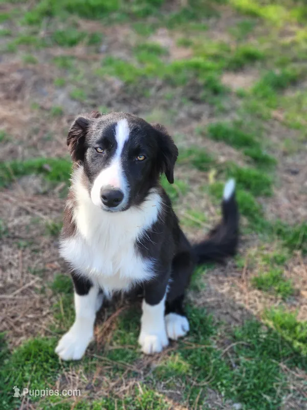 Sven – Border Collie puppy for sale in Gloucester, VA