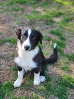 Sven, a male Border Collie for sale in Gloucester, VA – Photo 1 of 6