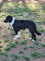 Sven , a male Border Collie for sale in Gloucester, VA – 2 of 5