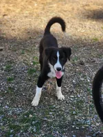 Sven, a male Border Collie for sale in Gloucester, VA – Photo 2 of 6