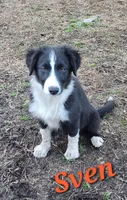Sven, a male Border Collie for sale in Gloucester, VA – Photo 5 of 6