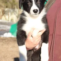 Sven, a male Border Collie for sale in Gloucester, VA – Photo 6 of 6