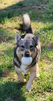 Rascal#, a male Swedish Vallhund for sale in Gloucester, VA – 2 of 2