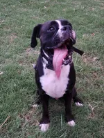 Banddit, a male English Bulldog and Boxer for sale in Gloucester, VA – Photo 2 of 3