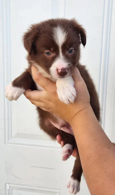 Male 1 – Border Collie puppy for sale in Gloucester, VA