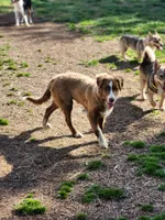 Rocky , a male Border Collie for sale in Gloucester, VA – Photo 2 of 7