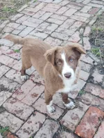 Rocky (holistic), a male Border Collie for sale in Gloucester, VA – Photo 2 of 5