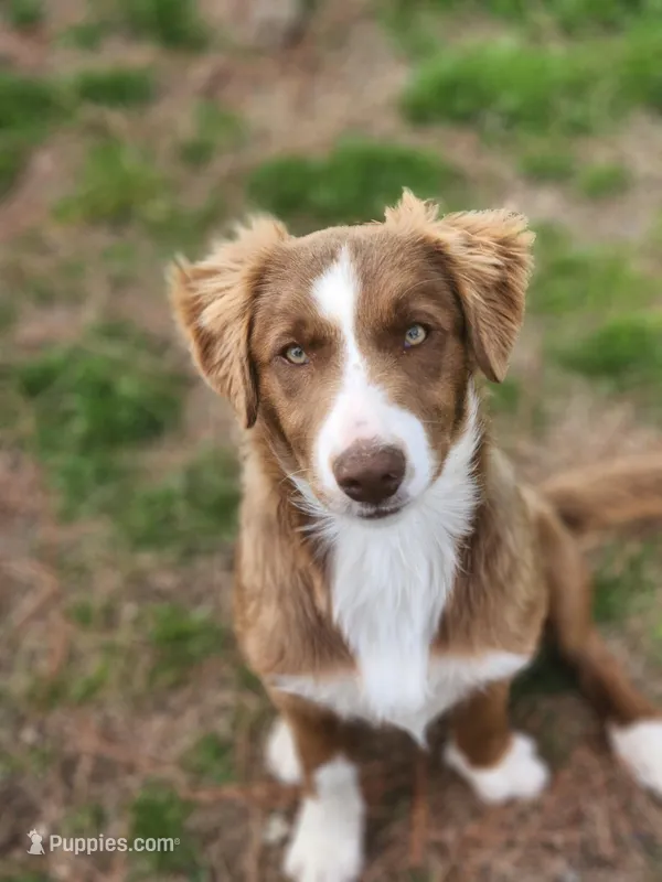 Rocky  – Border Collie puppy for sale in Gloucester, VA