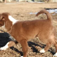 Rocky (holistic), a male Border Collie for sale in Gloucester, VA – Photo 5 of 5