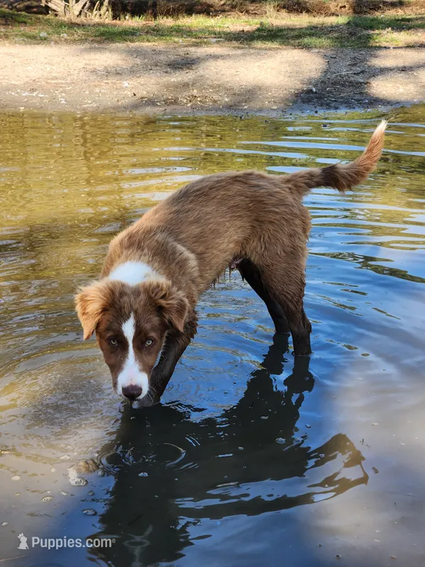 Rocky  – Border Collie puppy for sale in Gloucester, VA