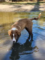 Rocky , a male Border Collie for sale in Gloucester, VA – Photo 1 of 7