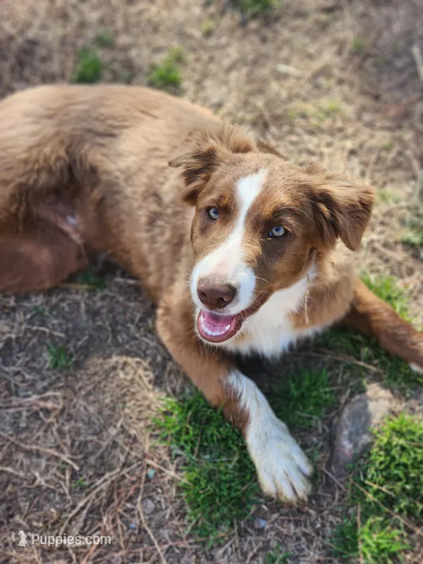 Rocky , a male Border Collie for sale in Gloucester, VA – Photo 1 of 7