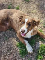 Rocky , a male Border Collie for sale in Gloucester, VA – Photo 1 of 7