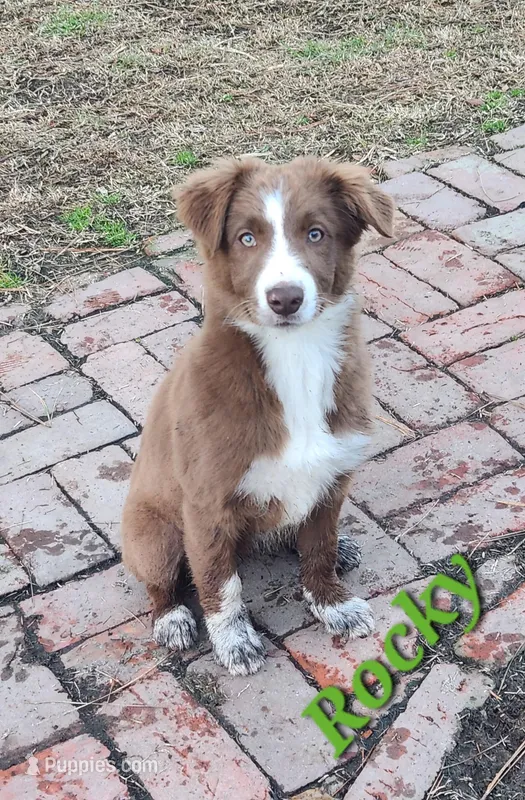 Rocky  – Border Collie puppy for sale in Gloucester, VA