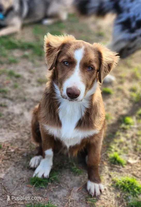 Rocky  – Border Collie puppy for sale in Gloucester, VA