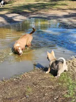 Rocky , a male Border Collie for sale in Gloucester, VA – Photo 2 of 7