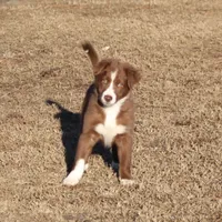 Rocky (holistic), a male Border Collie for sale in Gloucester, VA – Photo 3 of 5